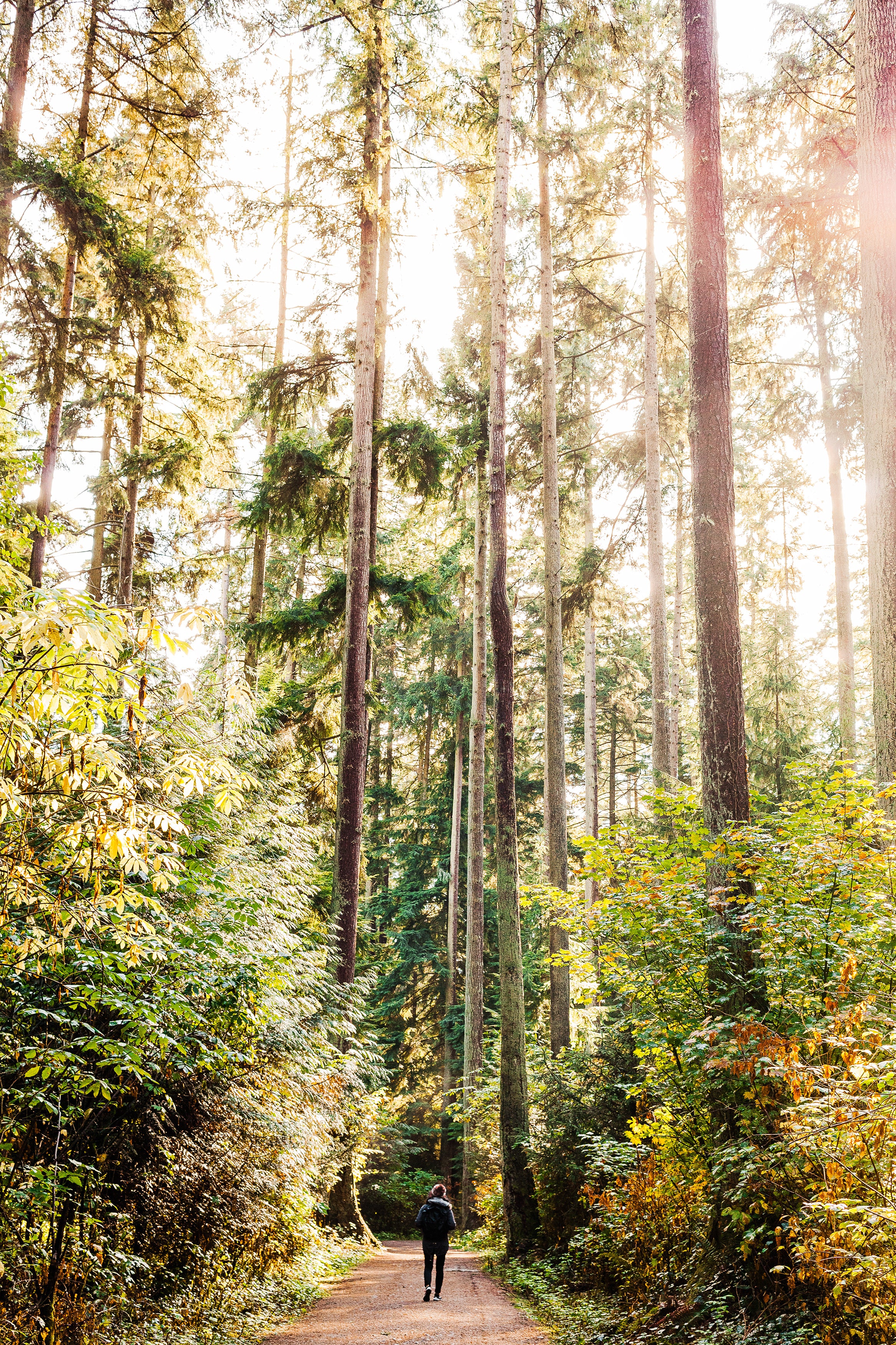 Person walking through the forest with tall trees. 