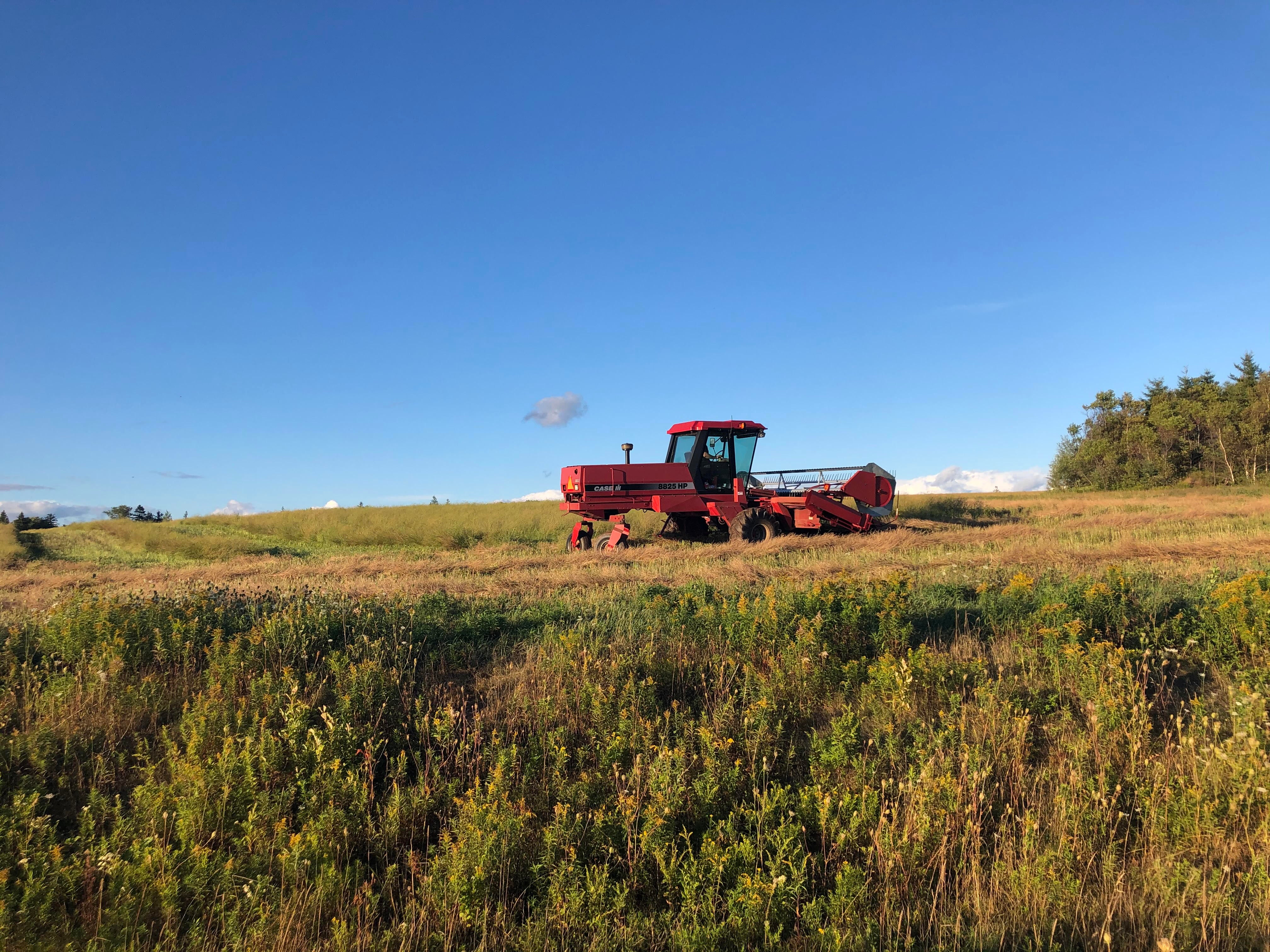 image of harvester in crambe field. 