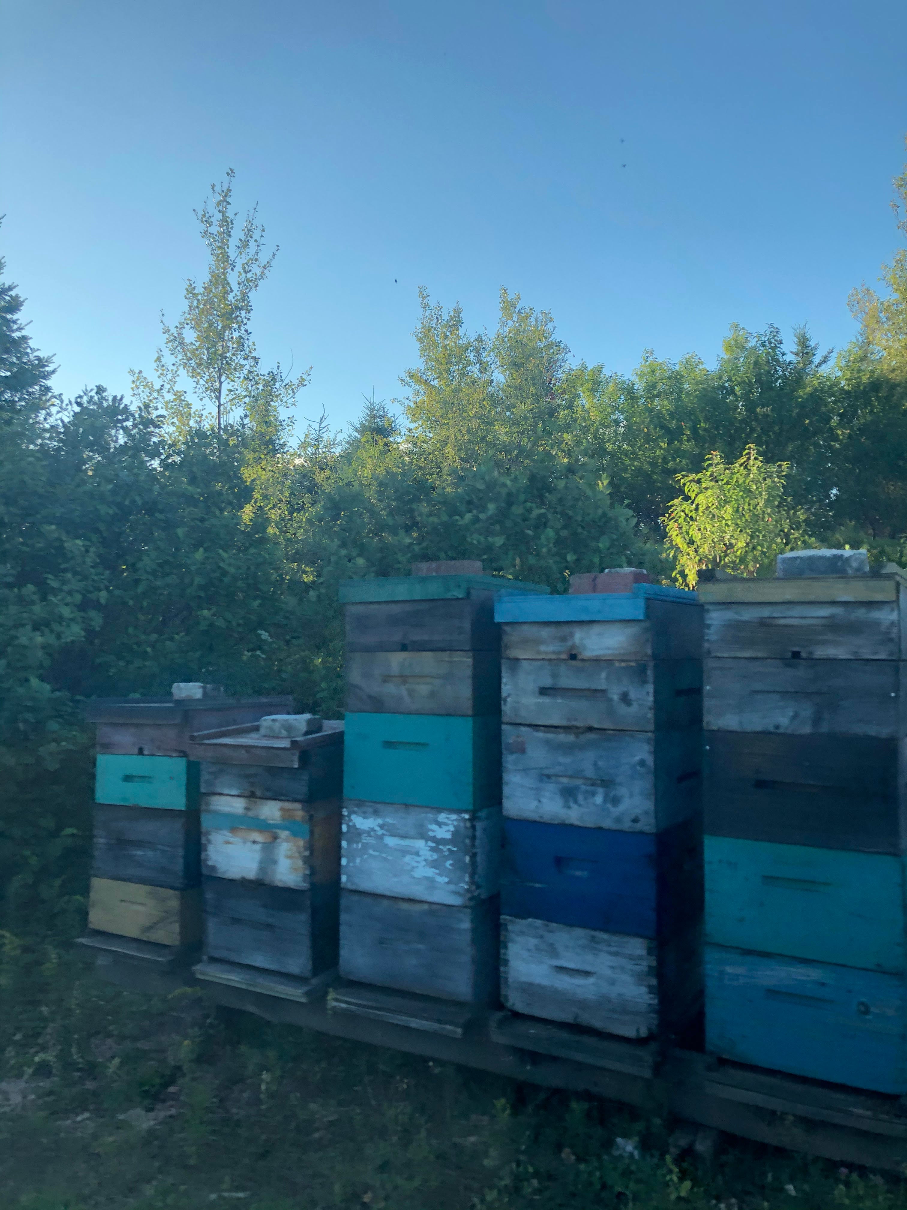 Lily Pond Farms beehives. 