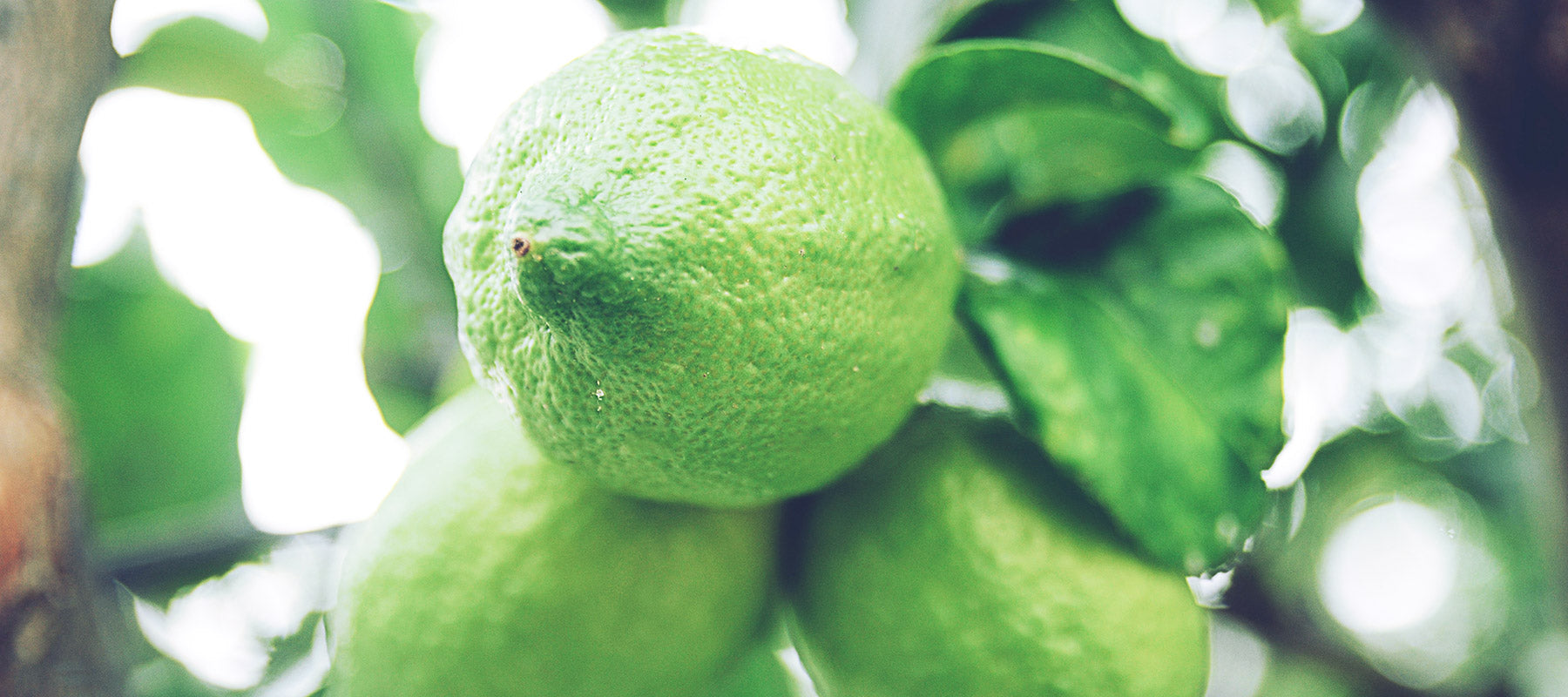 Lime (Citrus Aurantifolia) Essential Oil