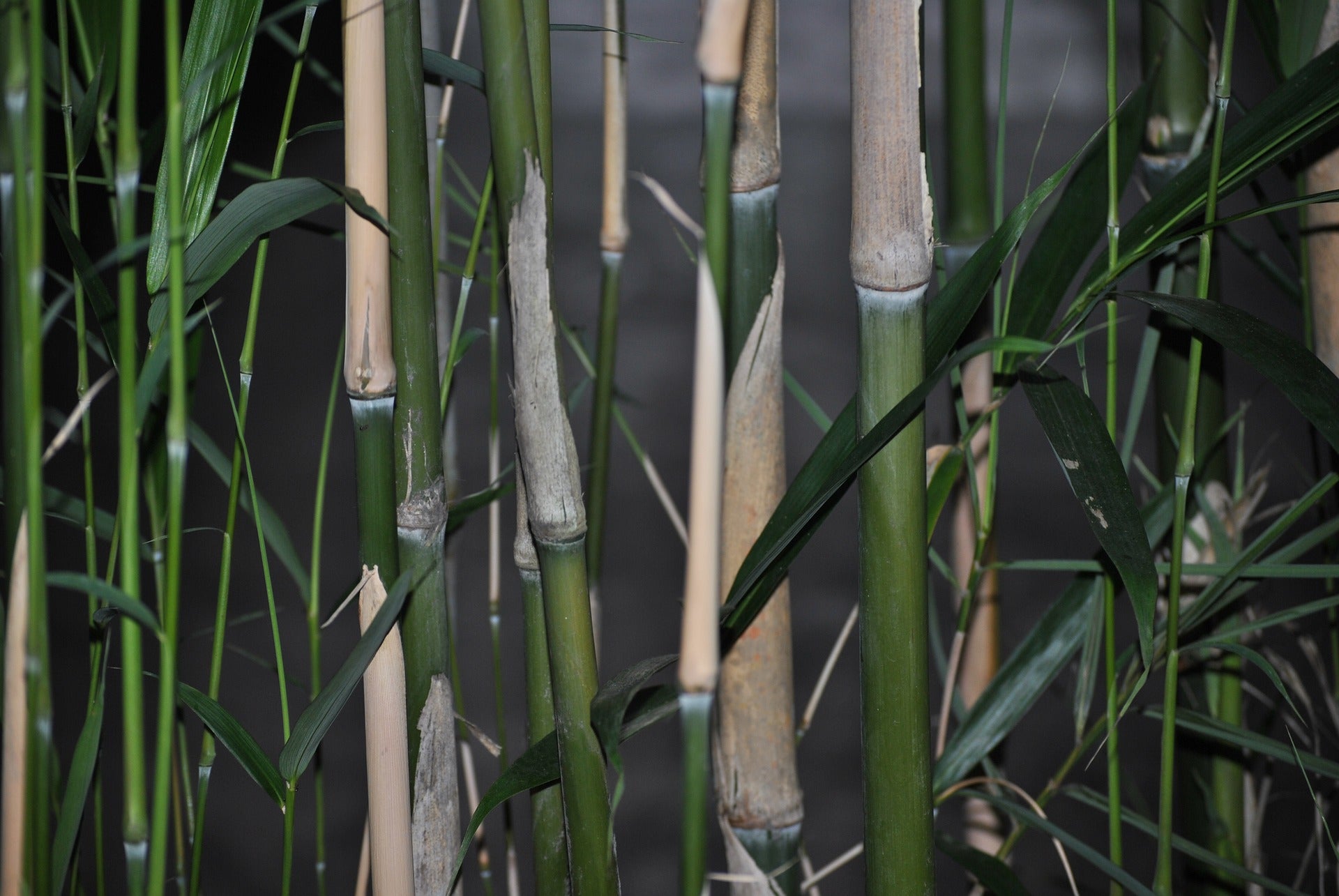 Bamboo Stem Powder