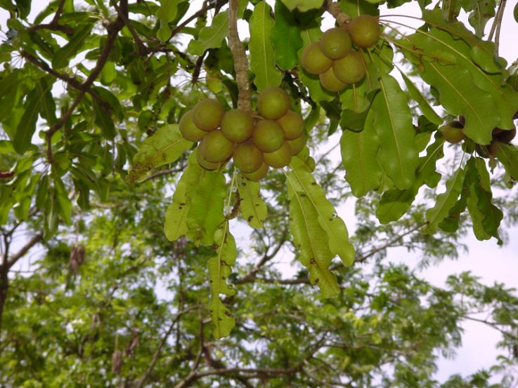 shea nuts hanging in a tree