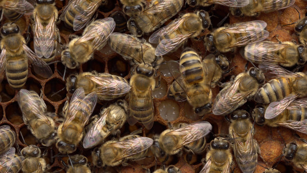 bee brood nurse bees feeding brood honey bee life