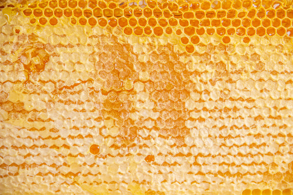 capped honey honeycomb