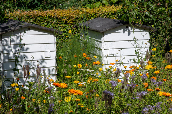 beehives wildflowers pollinators