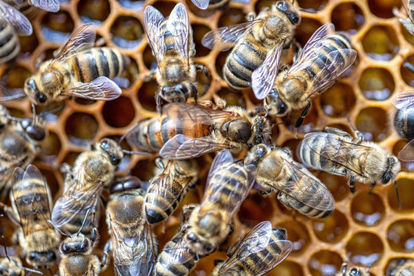 Worker bees feeding queen royal jelly
