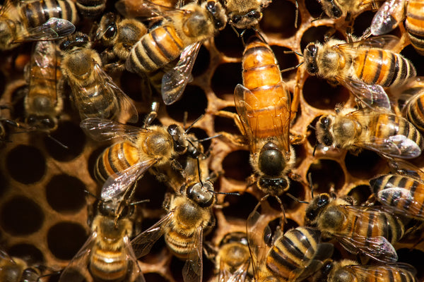 Queen bee next to worker bees