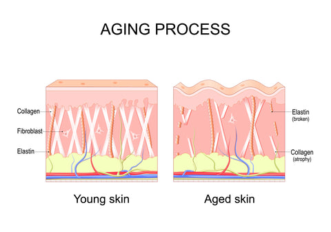 The aging process shown using a illustration