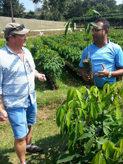 Plantation nursery saplings