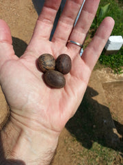 Hevea Brasiliensis seeds