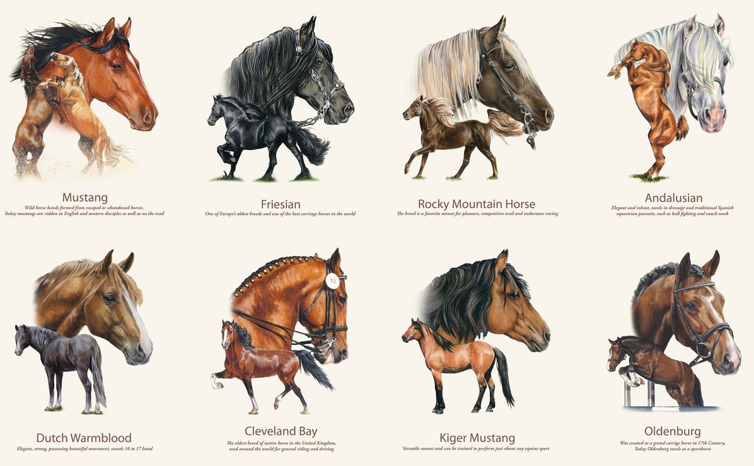 Породы лошадей схема