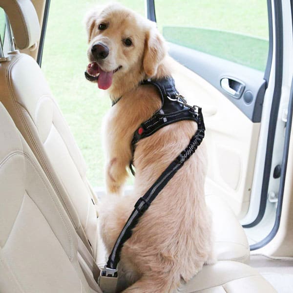 puppy seat belt