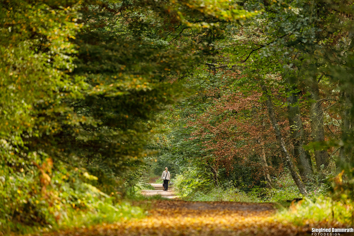 Duisburger Wald in Rahm