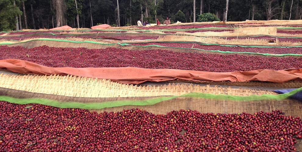 A Fair Trade Coffee Farm in Ethiopia with tables of coffee cherries that need to be sorted.