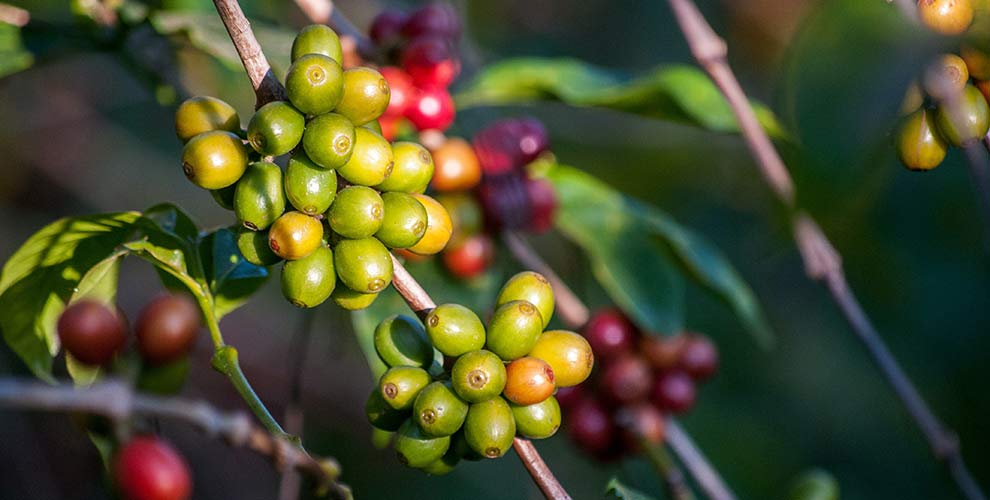 Green Organic Coffee Beans on a coffee farm.