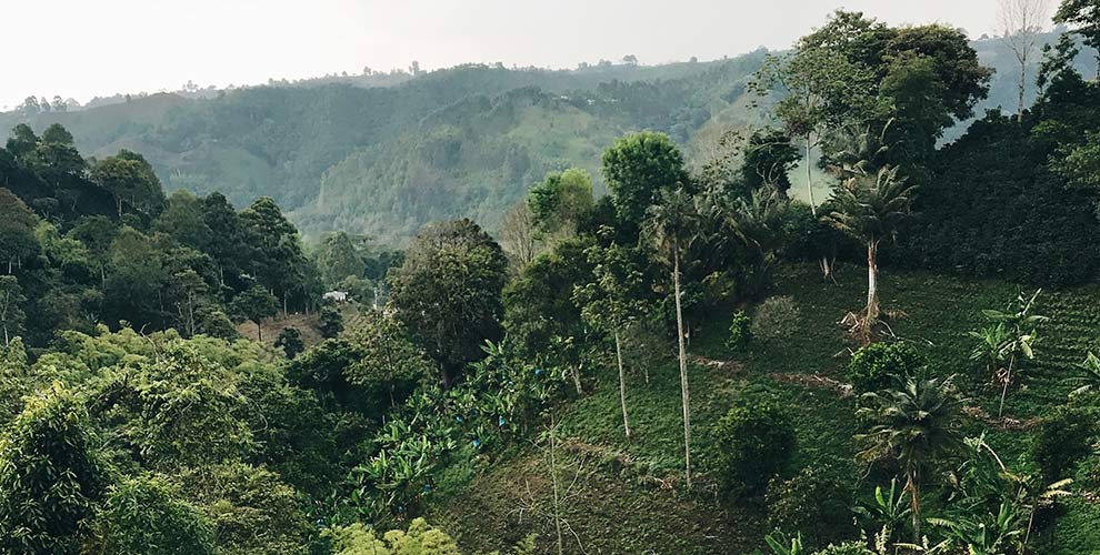 A coffee farm in jungle in Colombia.