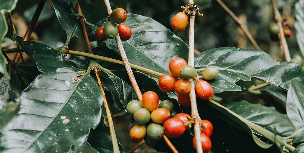 Coffee plant featuring red coffee cherries.
