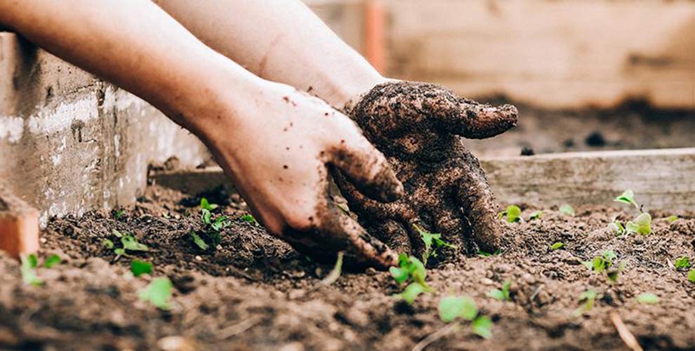 Two hands picking up fertilizer in a garden bed.