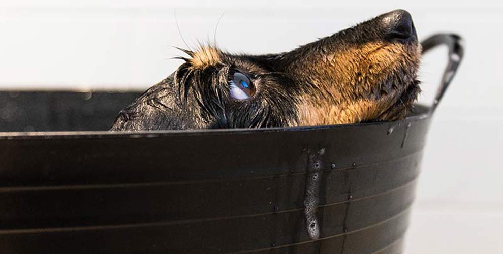 A black and tan dachshund in a bath tub.