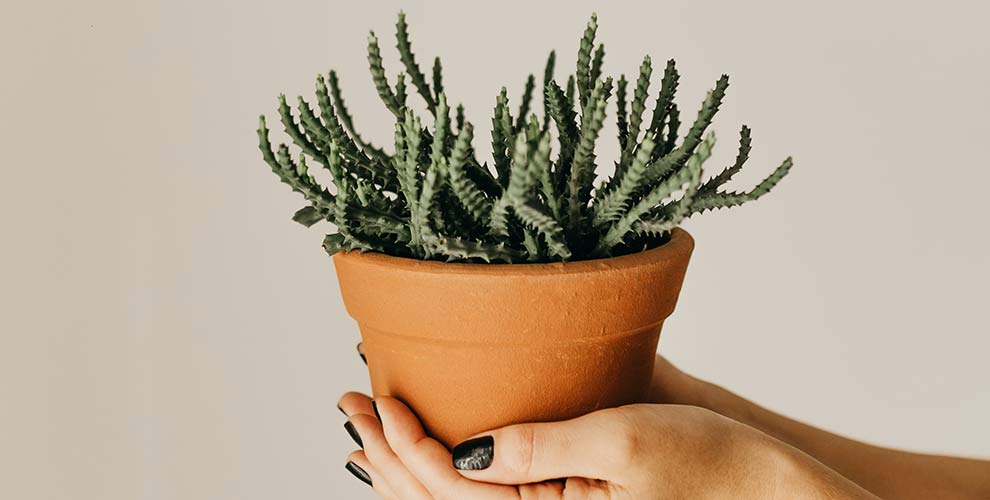 A woman with black manicured nails holding a ceramic pot with a house plant in it.