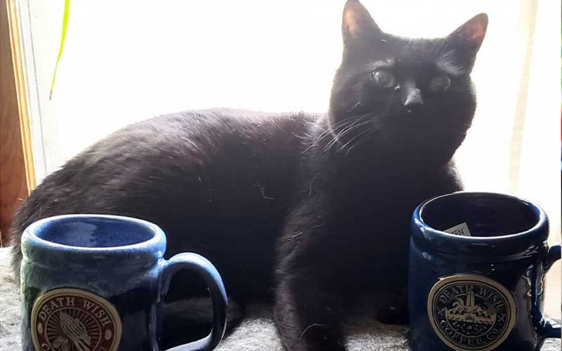 Black cat lying next to a couple Death Wish Coffee mugs