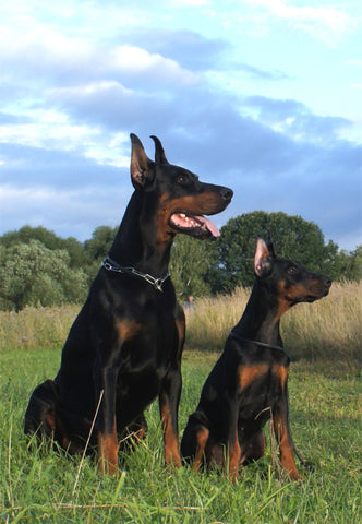 Dogs in Field After Eating BARF for Dogs in Palm Beach Shores, FL, Wellington, FL, Fort Lauderdale, Jupiter, FL, West Palm Beach, Pompano Beach