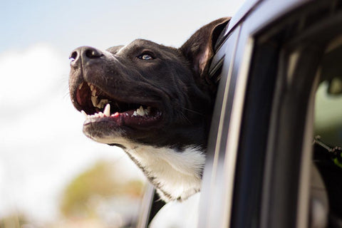 Dog in Car Looking Out Window After Eating BARF for Dogs in Jupiter, FL, West Palm Beach, Fort Lauderdale, Coral Springs, Boca Raton, Pompano Beach