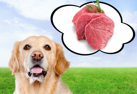 Dog Thinking About Healthy Food for Dog in Southwest Ranches, FL, Jupiter Island, FL, Fort Lauderdale, Coral Spring, Gulfstream, FL, Palm Beach Shores, FL