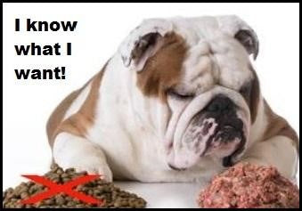 Bulldog Looking at Bowls of Paleo Dog Food in Jupiter, FL, Fort Lauderdale, Coral Springs, West Palm Beach, Pompano Beach, Boca Raton