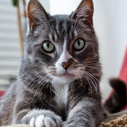 Gray Cat Sitting After Eating Raw Cat Food in Jupiter, FL, Boca Raton, West Palm Beach, Fort Lauderdale, Coral Springs, Pompano Beach