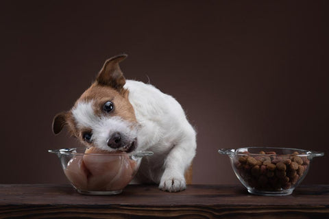 Dog Eating Healthy Dog Food Out of Bowl in Jupiter, FL, Fort Lauderdale, Boca Raton, Coral Springs, West Palm Beach, Pompano Beach