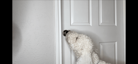 dog opening door