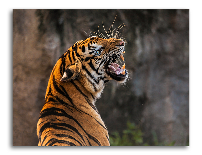 Tableau Tigre Du Bengal, Tableau Animaux