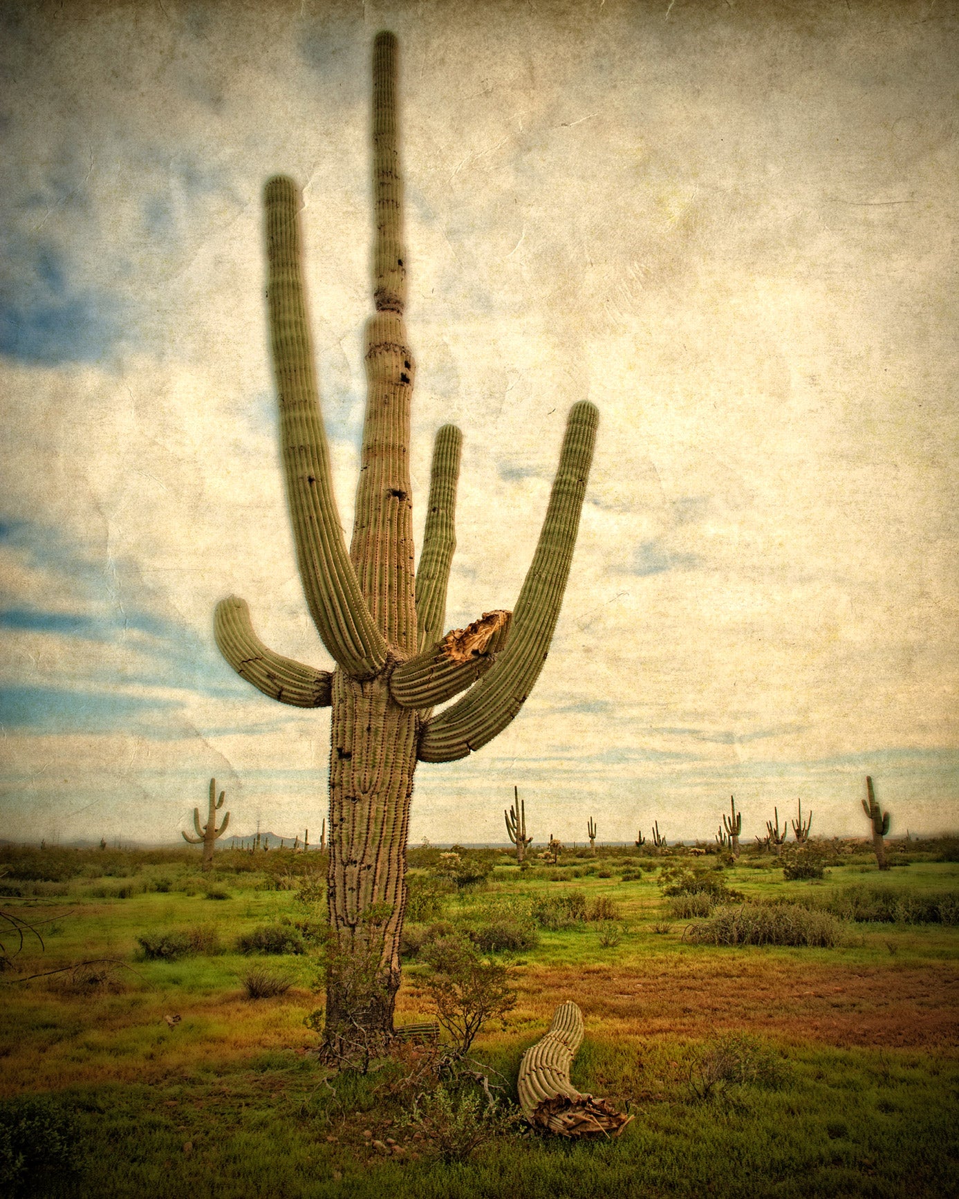 The Grand Saguaro