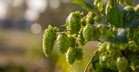 Lúpulo de cerveza