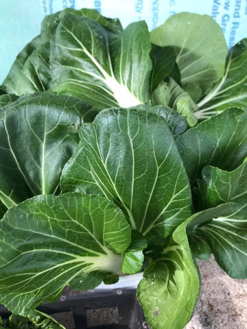 Fresh Bok Choy