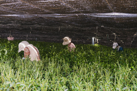 Our matcha farm in Uji, Japan