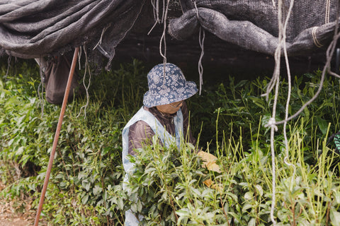 Farm worker picking tea leaves under a shaded canopy.