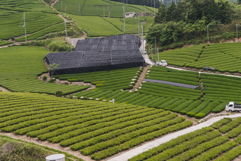 Our 100 year old tea farm in Uji, Japan