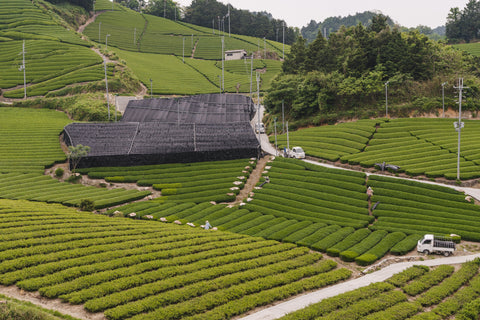 Rolling hills of camellia sinensis, the tea plant to be used for green tea and matcha at our 100 year old tea farm in Uji, Japan! .