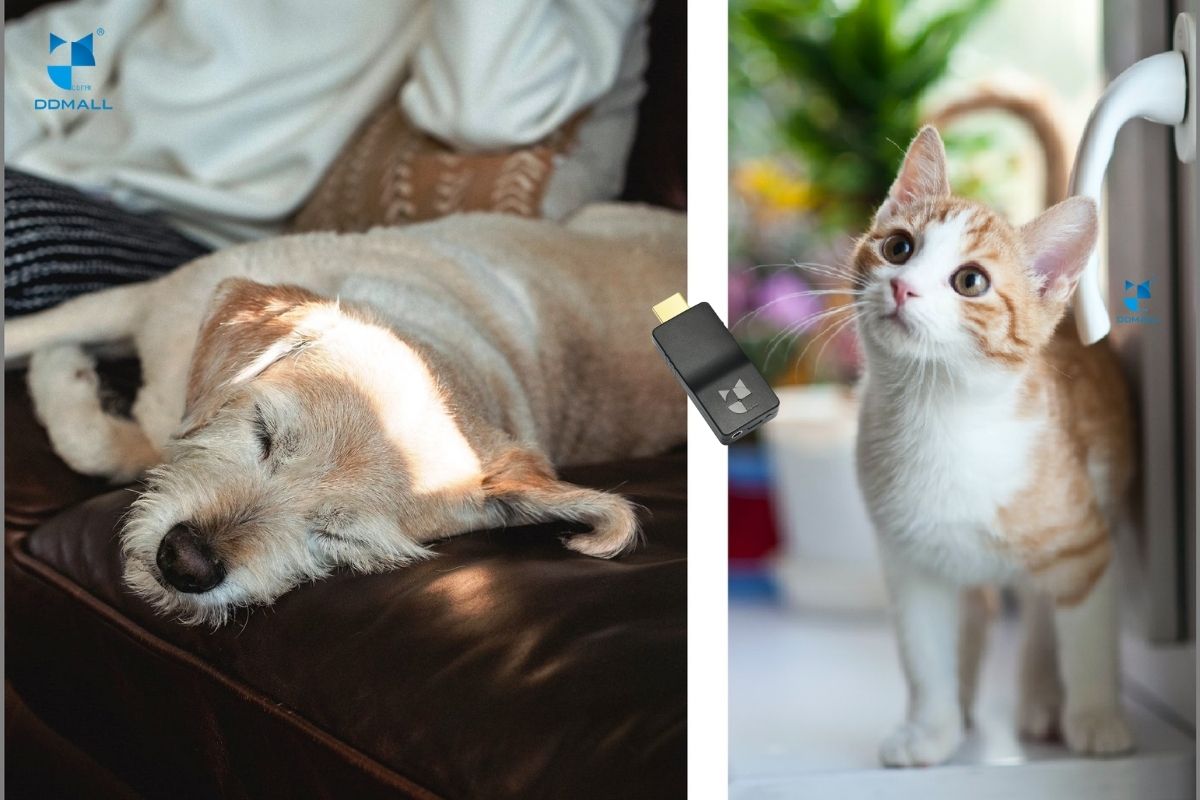 Connecting Pet Shelters and Potential Adopters with HDMI Video Encoder