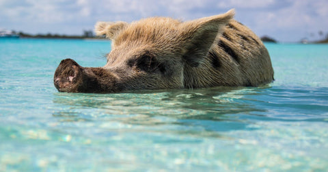 Exumas Bahamas