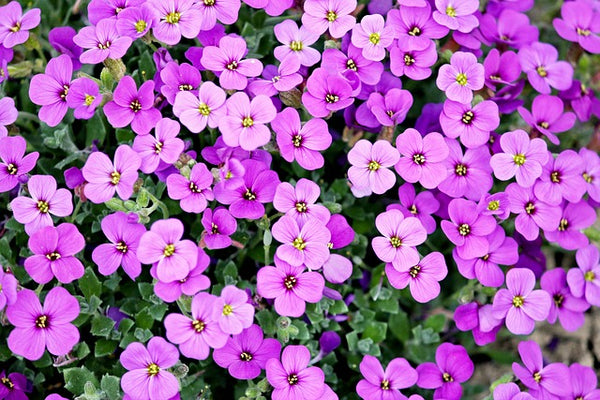 fleur violette jardin