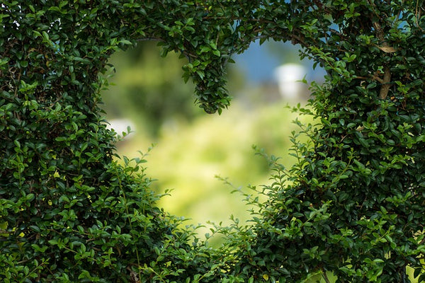 mur de fleur en forme de coeur