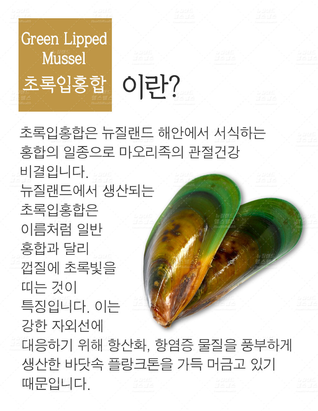 초록입홍합