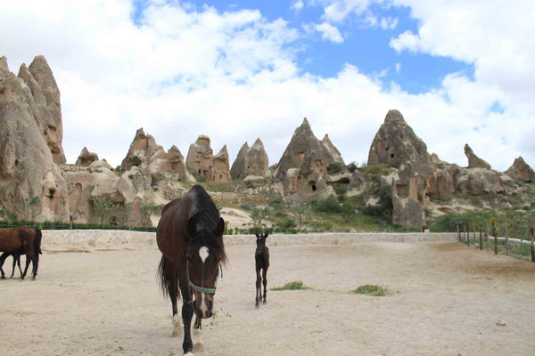 Horses, Cappadocia Turkey