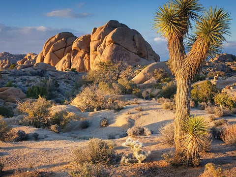 All-Inclusive Guide to Joshua Tree National Park