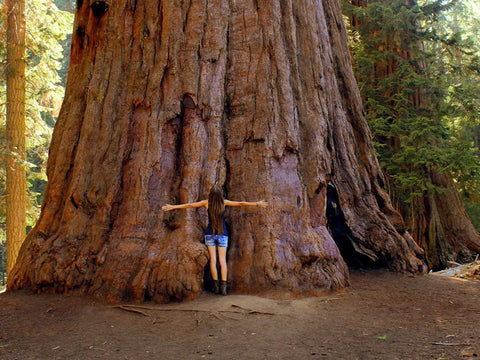 Best of The Redwoods