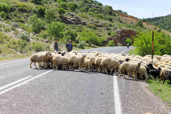 frequent-obstruction-on-the-roads-of-turkey