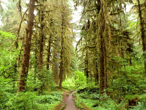Olympic National Park Is Home to the Quietest Spot in the Continental U.S.